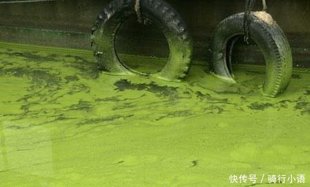 生病|鄱阳湖、洞庭湖、太湖中国最大的三个淡水湖“生病”了