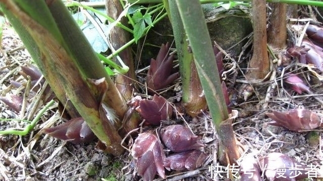 外形|外形像“姜”,其实是名贵的“山珍”,如今逐渐大众化