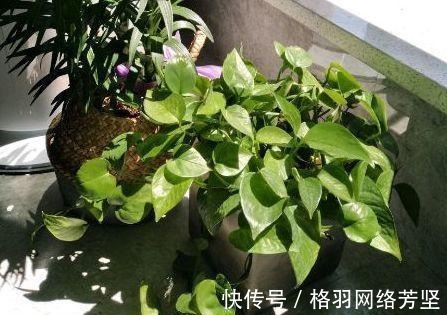 黄叶|绿萝又黄叶了, 这样一处理, 又是绿油油的一盆!