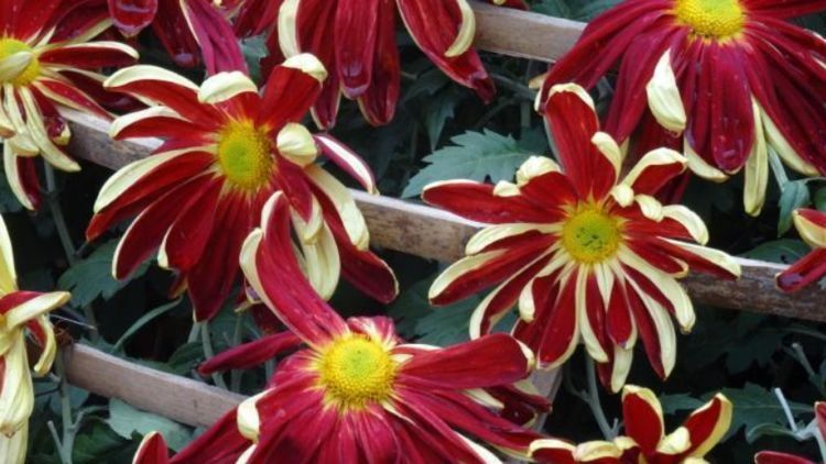 喜欢菊花,就养这几盆“菊中珍品”,似艳丽美人,适合盆栽养!