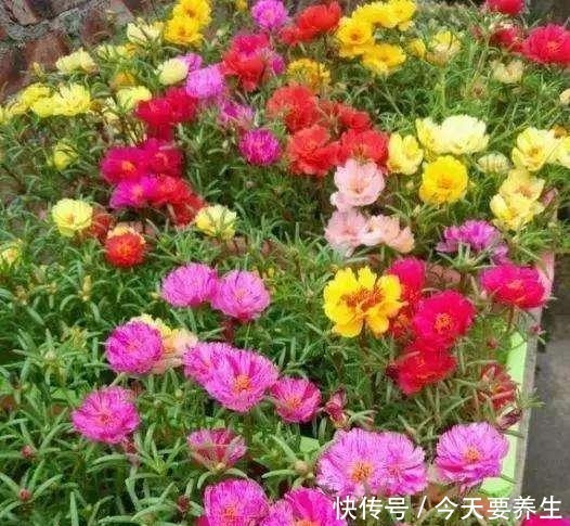 4种花“最好养”,种一棵长一片,密密麻麻都是花!