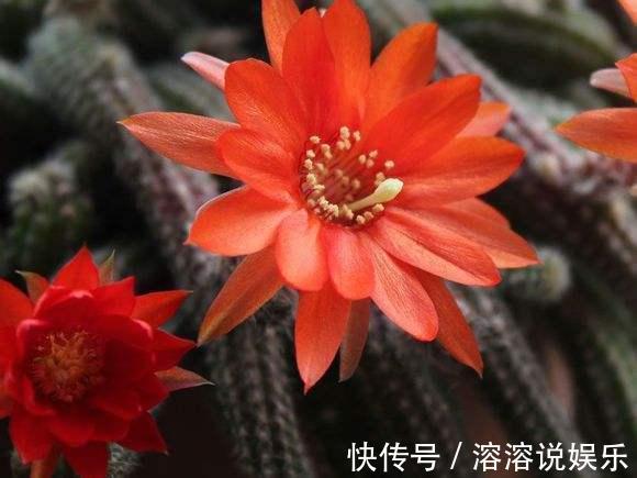 水溶液|仙人球怎么开花选对品种,养护恰当一准儿爆盆,真惹眼