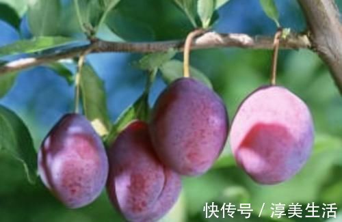 西梅汁|对身体最好的3种食物,补充营养、增强体质,早吃早受益!