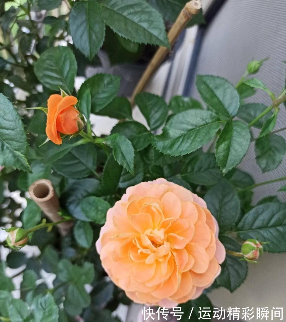 阳台种3种花，一年至少开三个季节，花量大颜色美花期长很绚烂