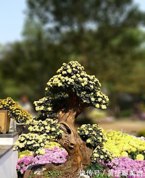 这两种花开过了,抓紧时间剪一剪,再等两个月又能开花