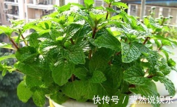 花卉|家居养花大蒜是好东西，花卉吃了不烂根蹭蹭长！