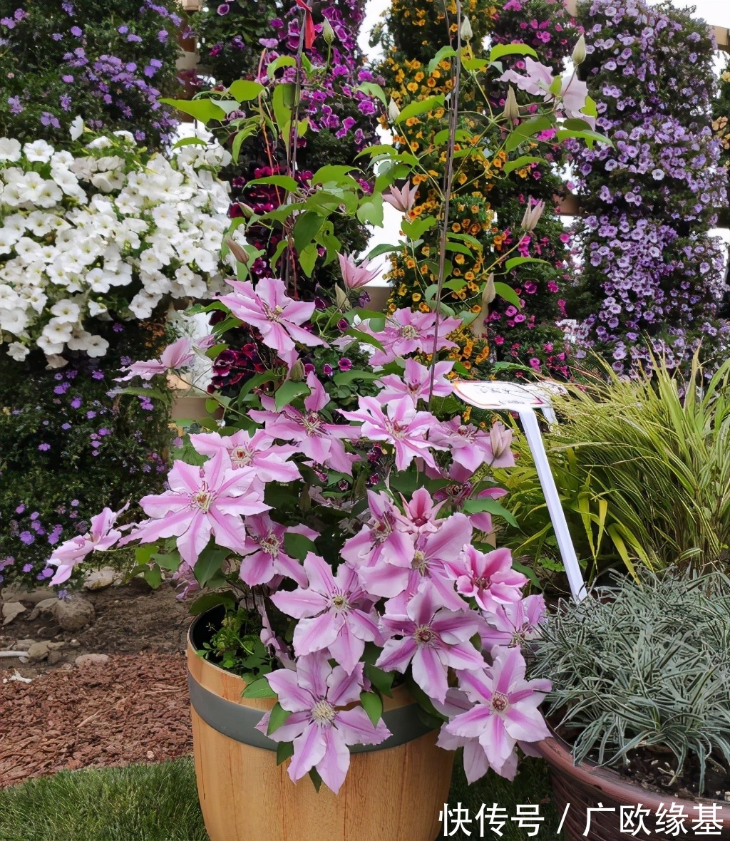 养花在“精”不在多，3个养花的“坏习惯”，想养好花要改掉