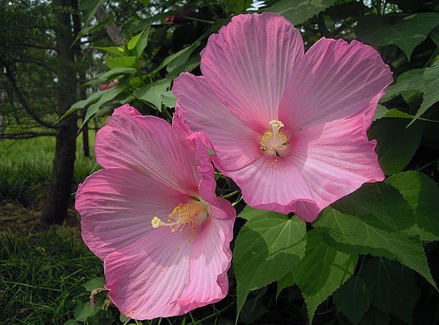 有1种花朵,能长的脸一样大,而且十分好养活,花友不妨快养一盆