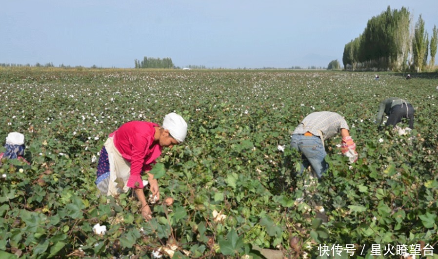 新疆棉制品“秒空”,1小时收售2352万元,耐克阿迪可曾想到结局?