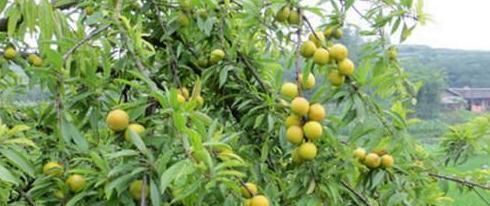 乡下此果掉在地上没人捡，城里人买的时候很贵，很多人吃不起