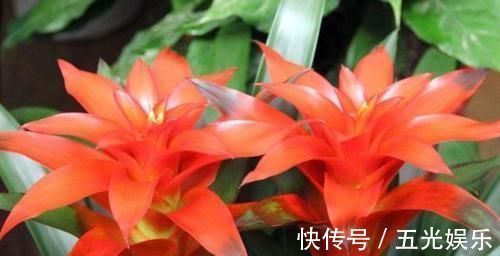 聚财|有钱人爱养这3种花，养家里镇宅、去煞又聚财，赶紧回家养一盆