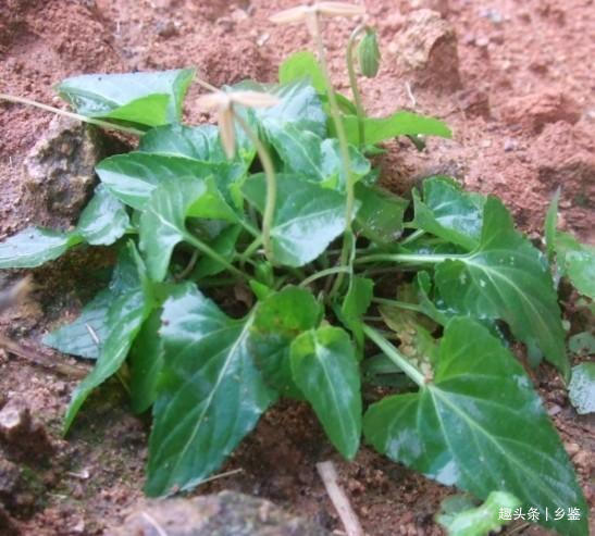 中华本草|农村这种野草,个头不高看似普通无奇却价值大,遇见了请多珍惜
