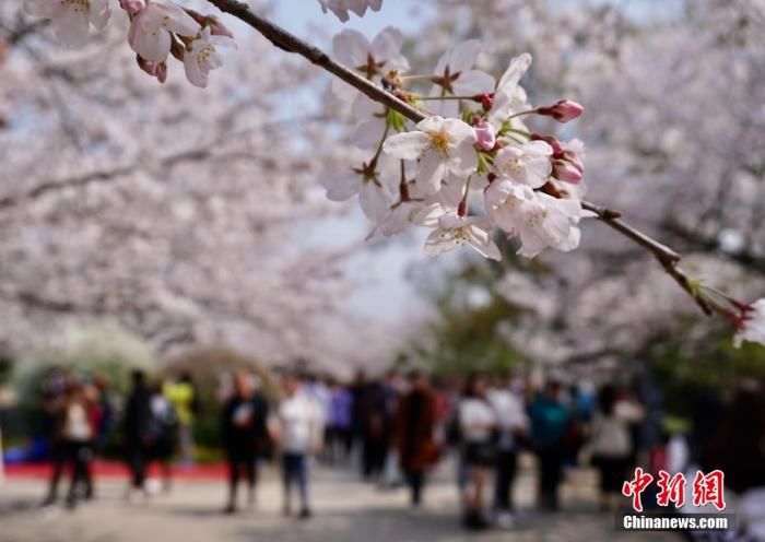 中年|文旅部发布清明节假期出游提醒：抵制不合理低价游