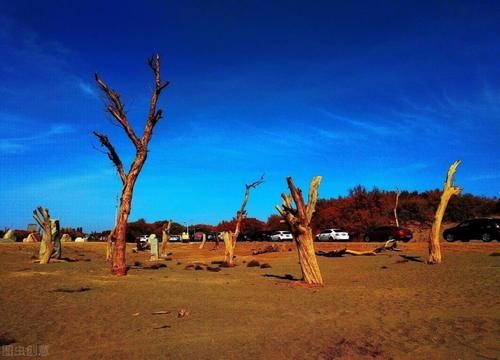 中年|胡杨生而干年不死，死而干年不倒，甘肃金塔胡杨林，不输额济纳旗