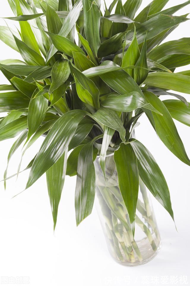 单数|为什么富贵竹“养单不养双”?老阿姨一句话,庆幸自己养对了