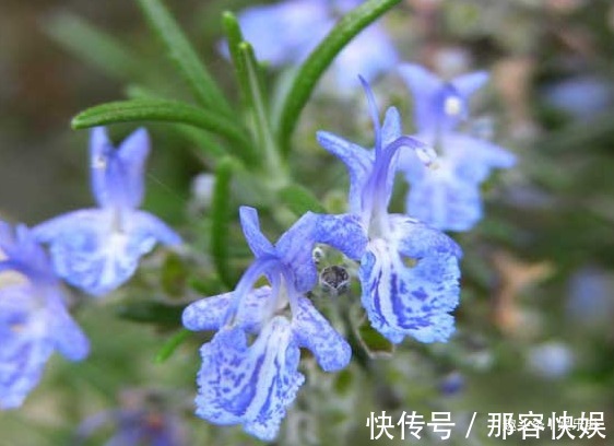 老鱼|此花酷酷的样子,彷佛世界无它无关,足以让人浮想联翩