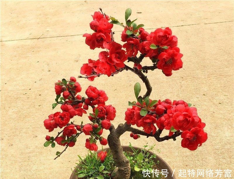 盆友们|这6款盆景,一款比一款有品位,“养不死”还净化空气