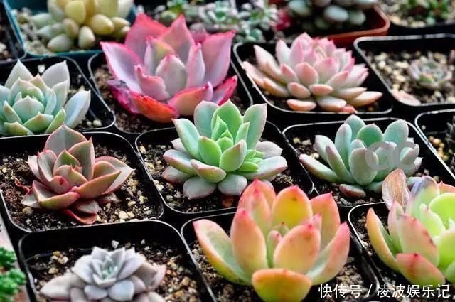 养多肉,花友们“别踩”这3误区,不然养一盆坏一盆