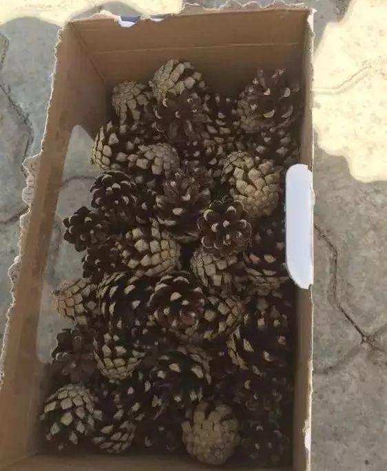 君子兰的土里掺点“它”，10年不烂根，越长越壮实