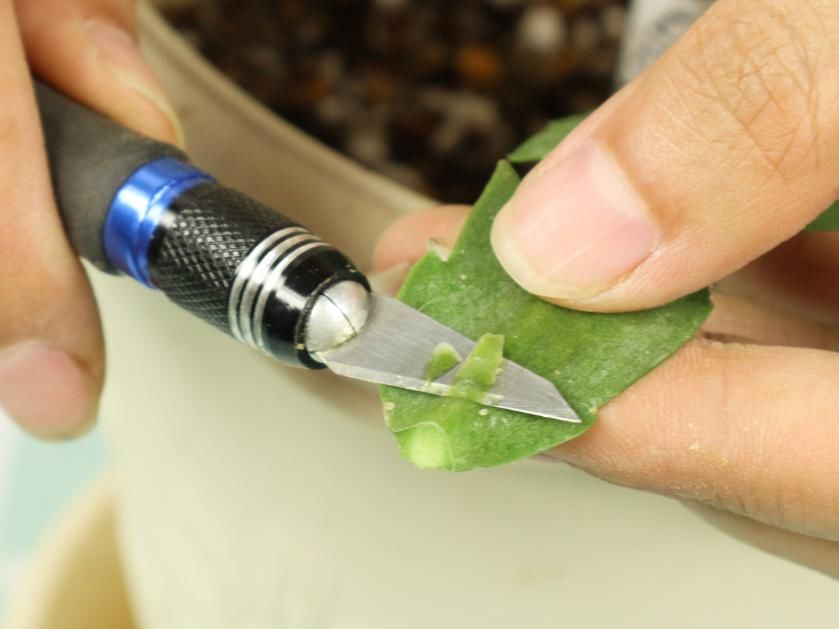 养护蟹爪兰，要注意8个要点，才能开出仙气飘飘花