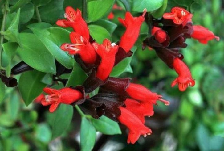 几种漂亮花，花朵多又艳，开花美长势旺，内敛美