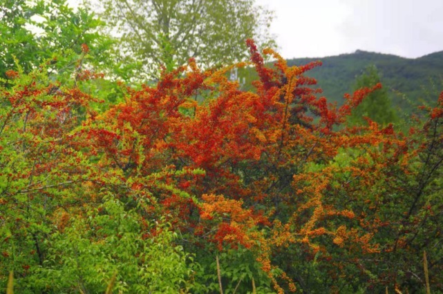 生物|杨向红镜头下的玉龙雪山奇花异草，见证了丽江生物多样性之美