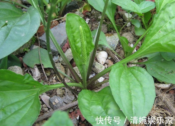 口腔溃疡|车前草除了可以祛痰止咳，竟然还有这么多功效，后悔没多挖点！
