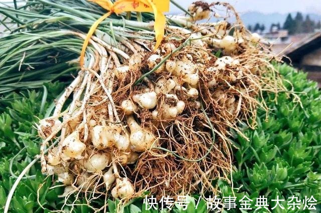 鳞茎|悄悄告诉你它是最好的野菜之一,若见到别告诉别人,留着慢慢挖