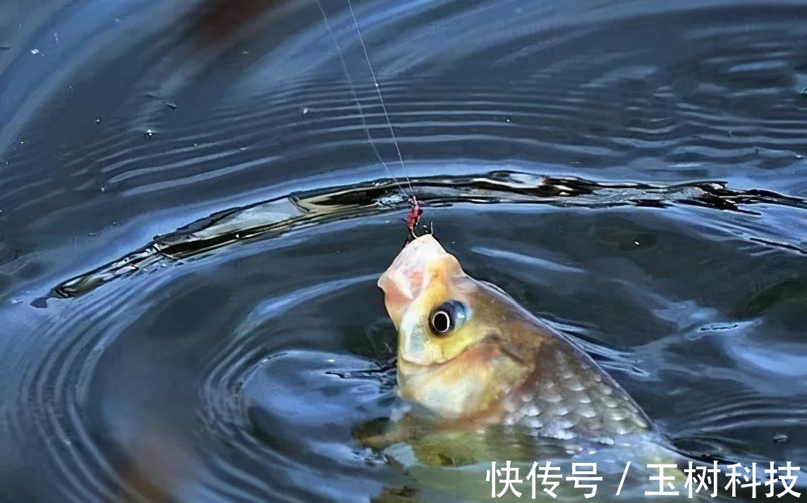 你不知道的用酒米打窝诱鱼技巧!小鱼不闹窝,大鱼全上钩