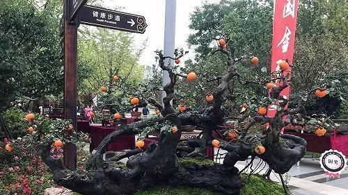 李大爷喜欢上山找树桩，样子奇形怪状也能变身，最后变成大气盆景