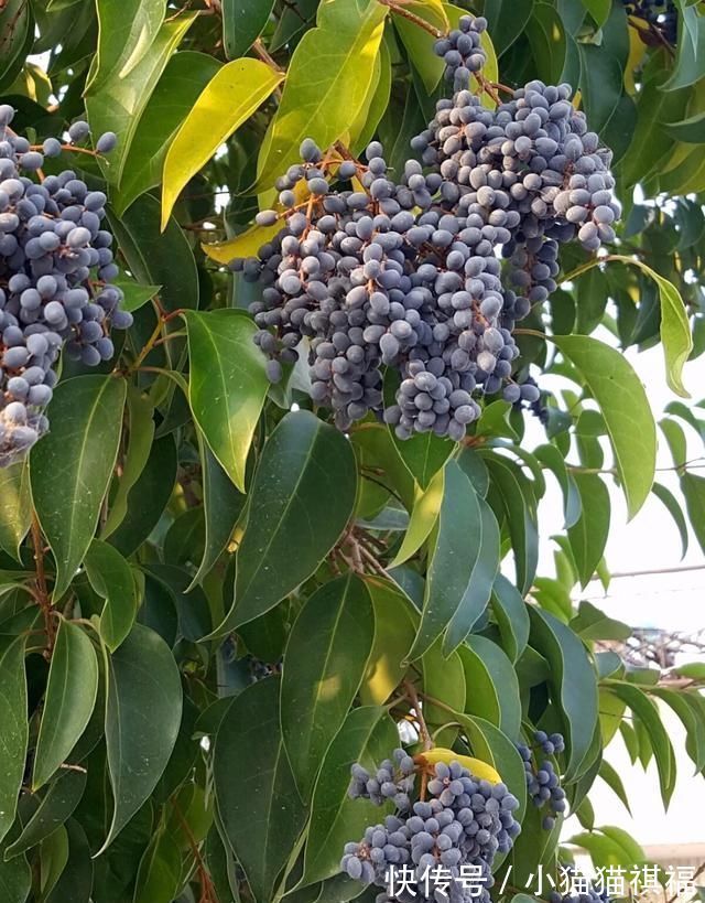 神农本草经|它是养肝明目“特效药”，路边很常见，遇到别错过