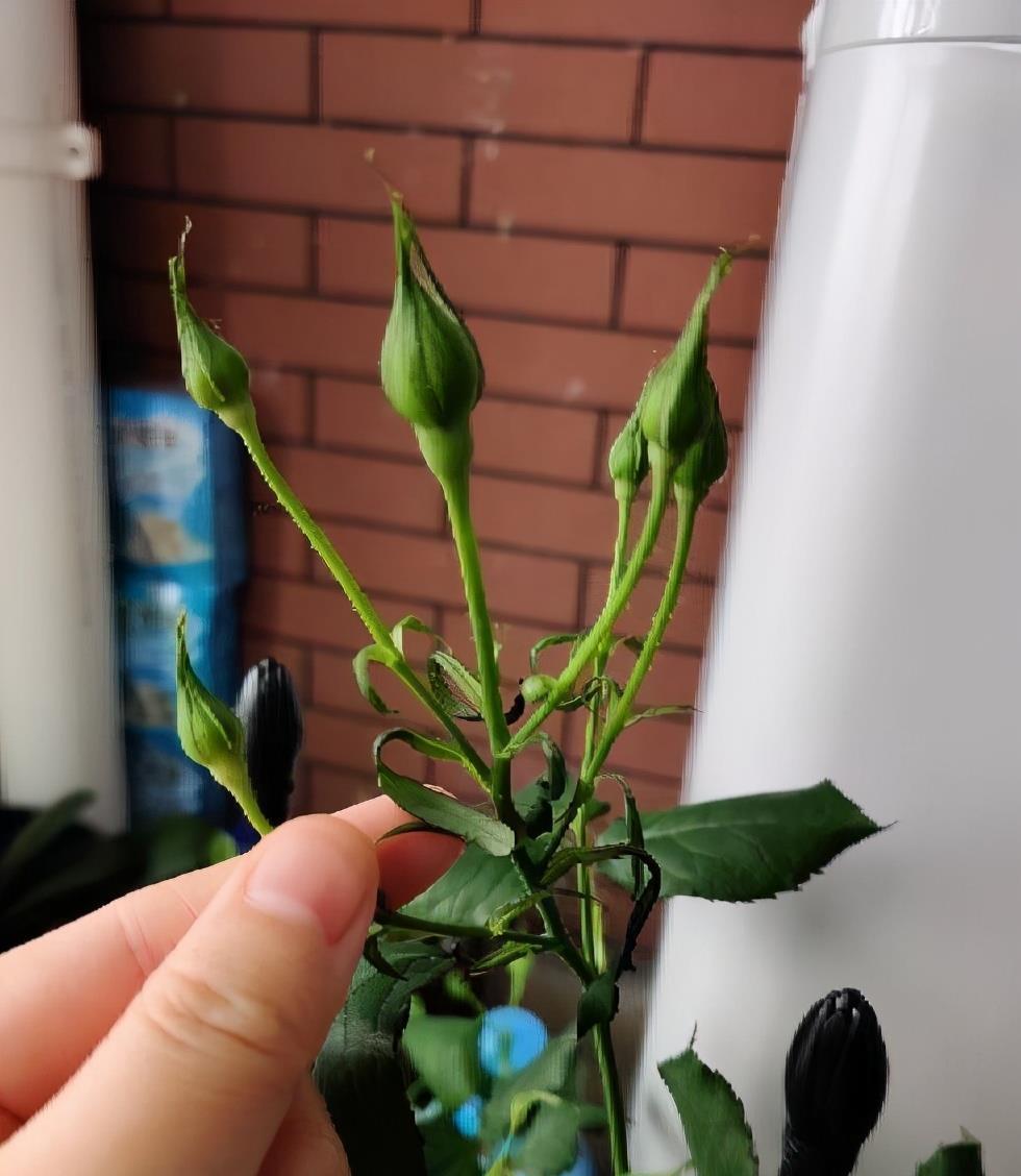 抽出|怎样给盆栽月季施肥？方法有3种，不断抽出新枝，长出花苞