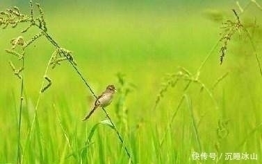 萋萋$十五首描写小草的古诗词,为君闲暇助兴,茶余饭后解闷