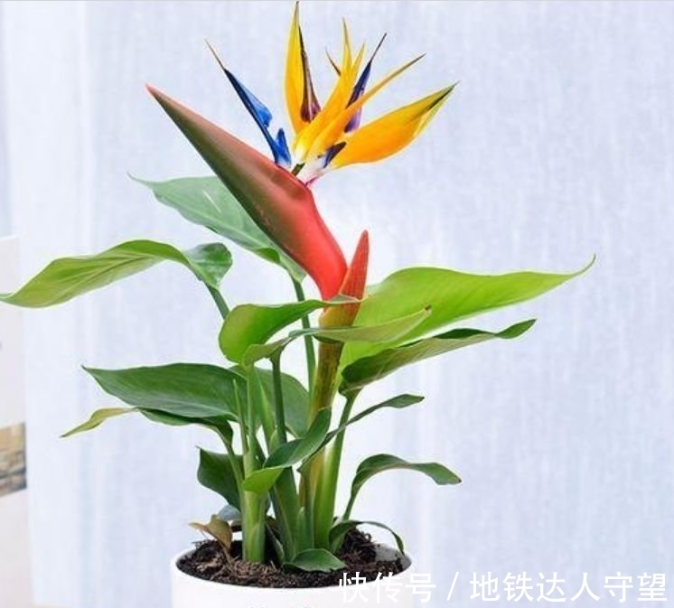 此款花卉，好养易爆盆，一开就美爆，美艳动人，人见人爱！