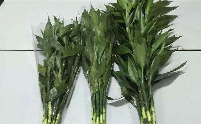 卷柏|8种“养不死”的花,绿萝只能排“末尾”,再养不好就别养花了