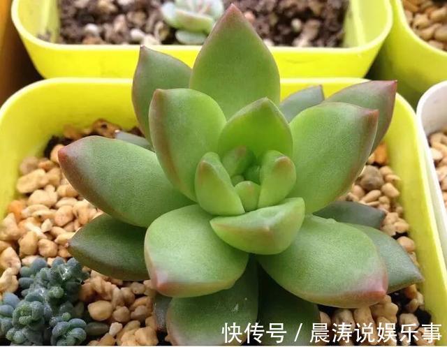 大和锦|多肉长残的照片,看一次笑一次,根治各种抑郁