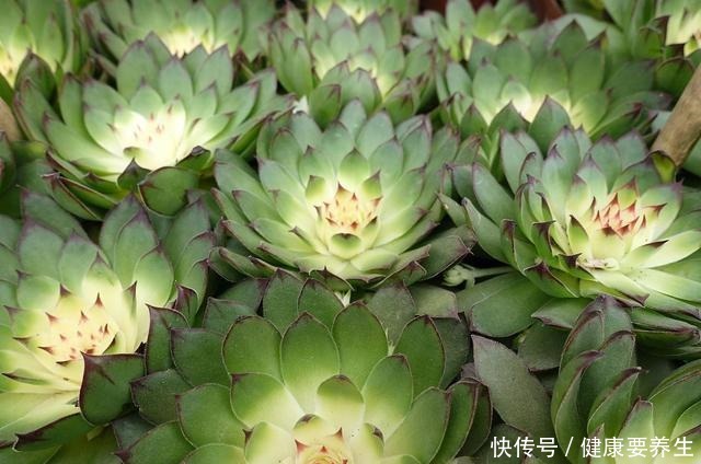 进入“黑名单”的多肉,便宜也不买,“坑”人没商量!