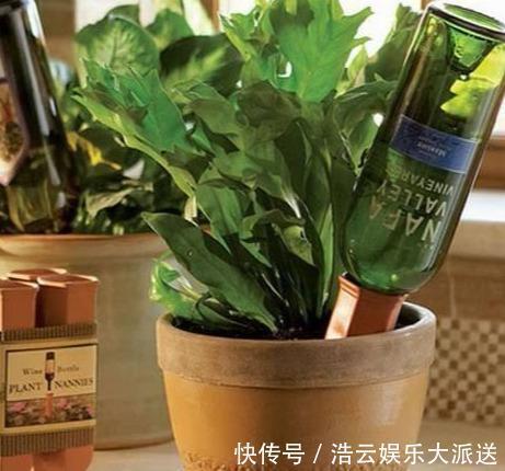 叶面肥|用啤酒浇花快停下,做错这一步,浇一盆死一盆!