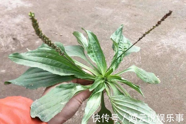 车前草|农民无人问津的车前草,却有3个突出功效,现在知道还不算迟!