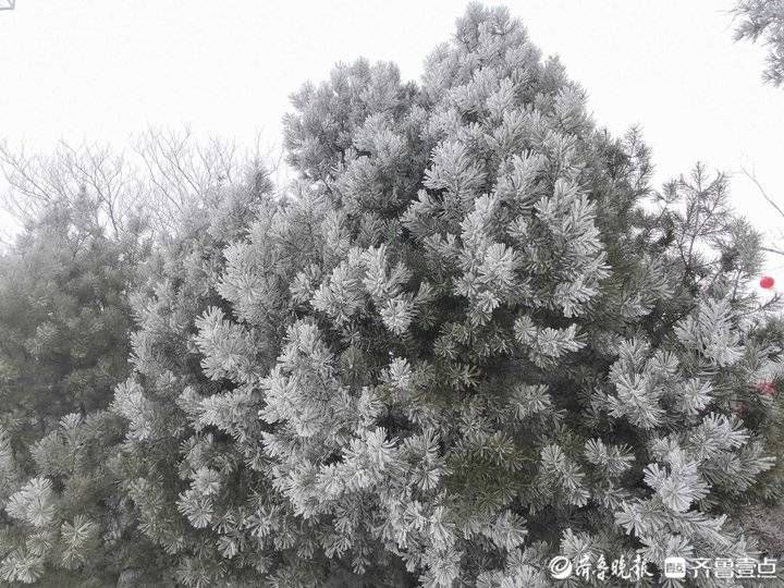 雪窝子|济南“雪窝子”迎来虎年第二场降雪，雾凇奇观再现