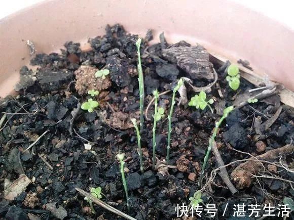 花盆里插1根筷子,解决了养花人的大难题,快试试看!