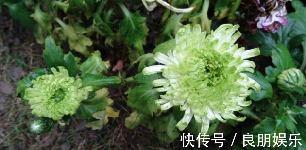 喜欢菊花,不如养盆优良名菊‘绿萍’颜色嫩如玉,清新淡雅