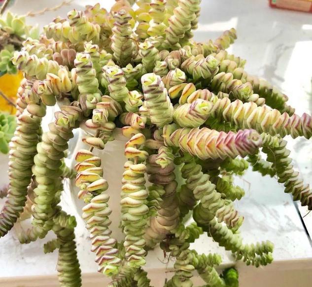 钱串景天、星乙女，多肉里的吉祥物，好看好养，还能招财！