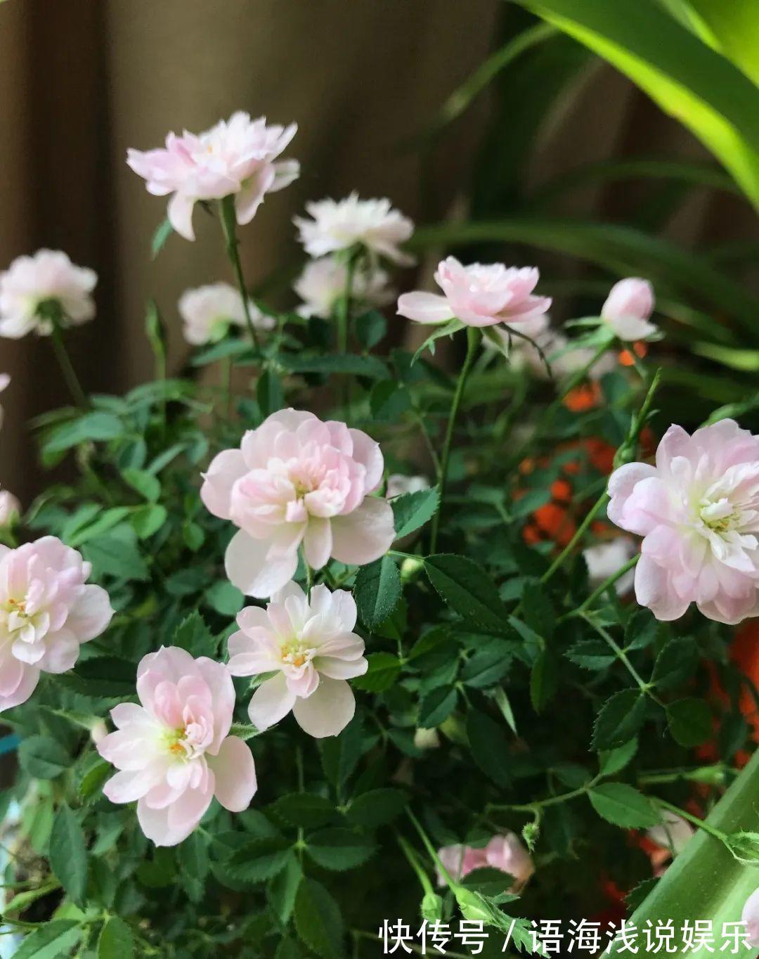 君子兰越小越值钱,养了4年,只有硬币大!