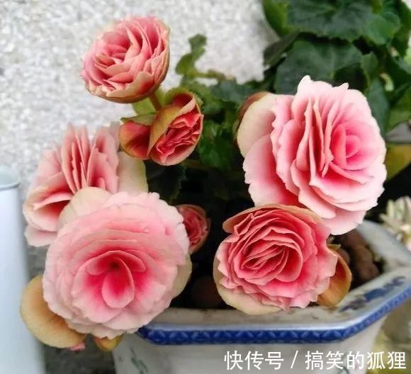 杜鹃花|5种花叫做“度夏难”，到了夏天就黄叶干枯，花友年年养年年买