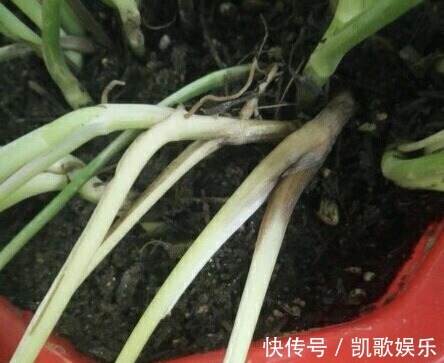 养花浇水，4个错别犯，不然养啥花都黄叶、烂根，学会一生受用