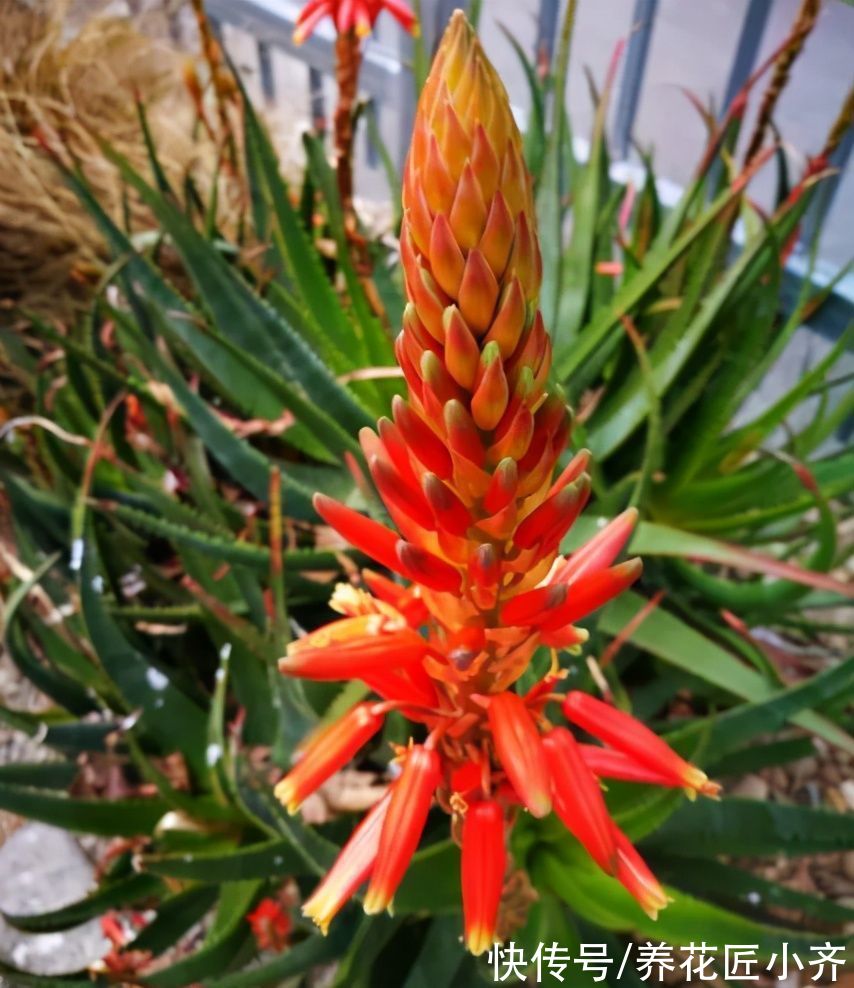 冬季|家里养芦荟，秋季先养胖，用点小技巧，冬季就能养开花