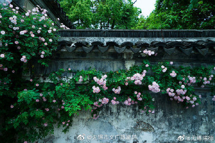 无锡惠山古镇中蔷薇花开