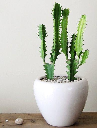 能把6种盆栽养死的站出来，以后请你们远离花草！