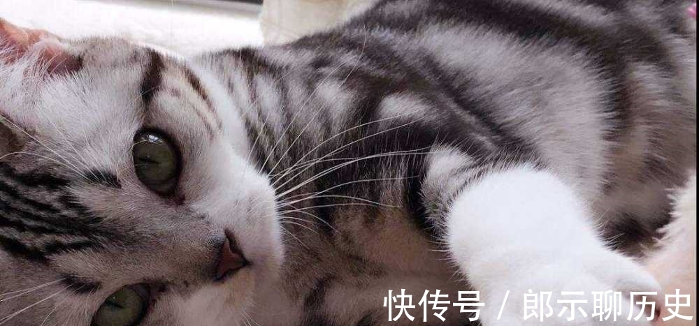 挪威森林猫|十二星座的专属“宠物猫”狮子座挪威森林猫，双鱼座苏格兰折耳猫